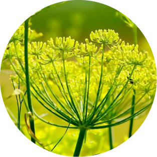 Fenchel
