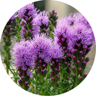 Mariendistel