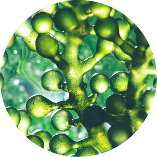 Phytodroitin™