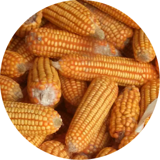 Maisdextrin