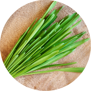 Gerstengras