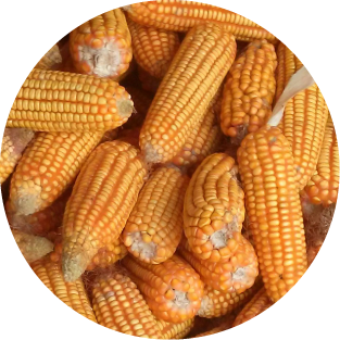 Resistentes Maisdextrin
