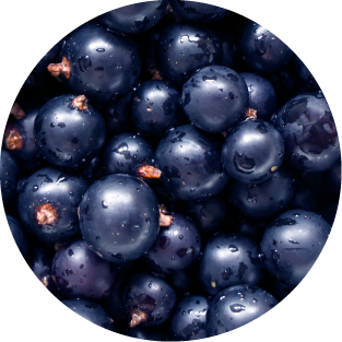 Schwarze Johannisbeeren