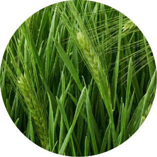 Weizen- und Gerstengras
