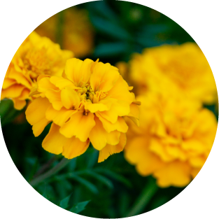 Lutein & Zeaxanthin