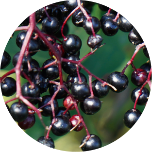 Holunderbeeren
