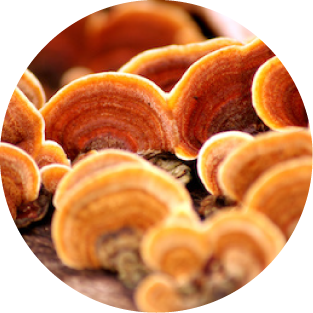 Reishi-Vitalpilz