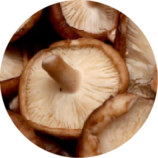 Shiitake-Vitalpilz