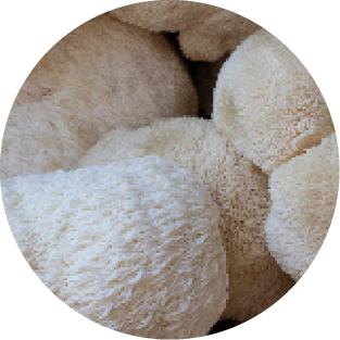 Igelstachelbart Pilz