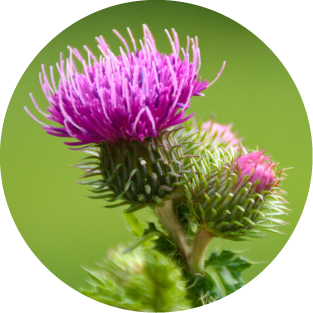 Mariendistel