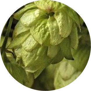 Hopfen