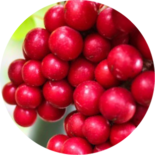 Schisandra