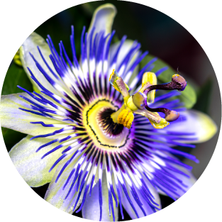 Passionsblume